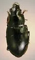 Notiobia brevicollis - photo 2