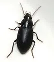 Notiobia brevicollis - photo 3