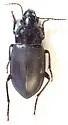 Notiobia brevicollis - photo 4