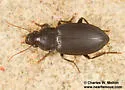 Notiobia brevicollis - photo 5
