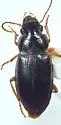 Notiobia cephala - photo 2