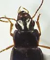 Notiobia cephala - photo 3
