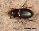 Notiobia cyanippa