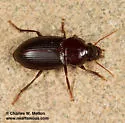 Notiobia cyanippa - photo 2