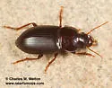 Notiobia cyanippa - photo 3