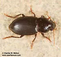 Notiobia cyanippa - photo 4