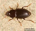 Notiobia cyanippa - photo 5