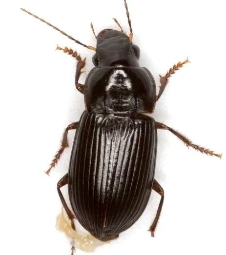 Notiobia maculicornis - photo 2