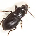 Notiobia mexicana