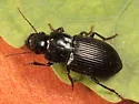 Notiobia mexicana - photo 2
