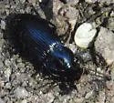 Notiobia mexicana - photo 3