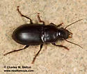 Notiobia mexicana - photo 4