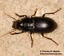 Notiobia mexicana - photo 5