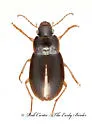 Notiobia nitidipennis