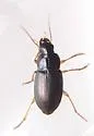 Notiobia nitidipennis - photo 2