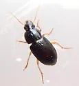 Notiobia nitidipennis - photo 3
