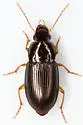 Notiobia nitidipennis - photo 4