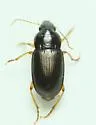 Notiobia nitidipennis - photo 5