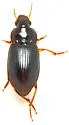 Notiobia purpurascens