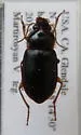 Notiobia purpurascens - photo 2