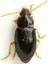 Notiobia purpurascens - photo 3