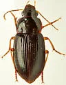 Notiobia purpurascens - photo 4