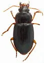 Notiobia purpurascens - photo 5