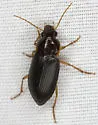 Notiobia sayi - photo 2