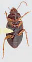 Notiobia sayi - photo 3