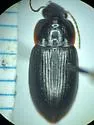 Notiobia sayi - photo 5