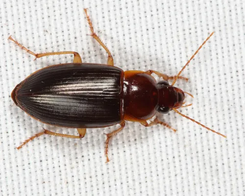 Notiobia terminata - photo 2