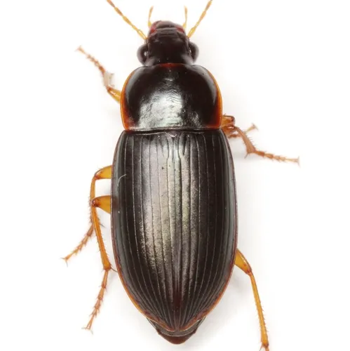 Notiobia terminata - photo 3