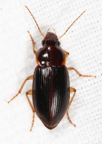Notiobia terminata - photo 4