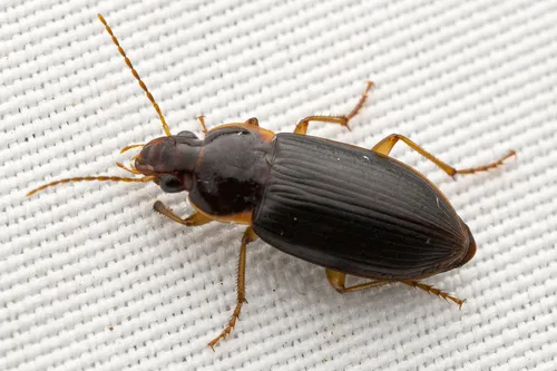 Notiobia terminata - photo 5