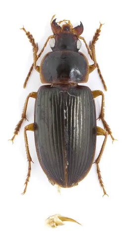 Notiobia terminata - photo 6