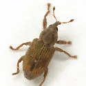 Notiodes aeratus