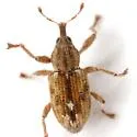Notiodes aeratus - photo 2