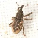 Notiodes aeratus - photo 3