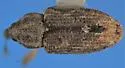 Notiodes aeratus - photo 4