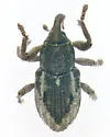 Notiodes cribricollis - photo 4