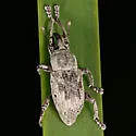 Notiodes limatulus