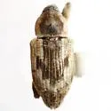 Notiodes limatulus - photo 2