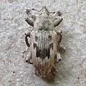 Notiodes limatulus - photo 3