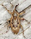 Notiodes limatulus - photo 4