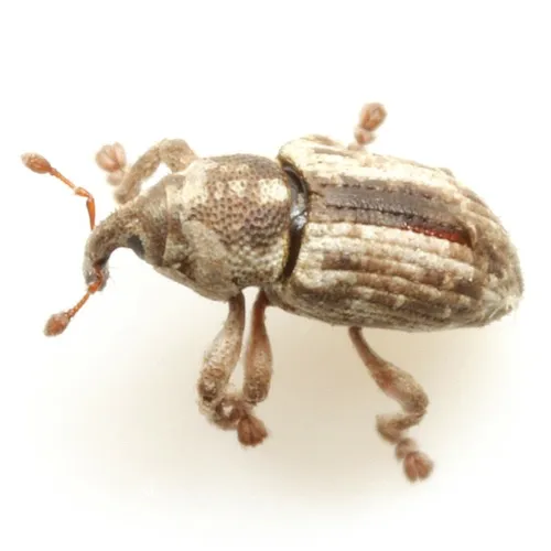 Punctate Water Weevil