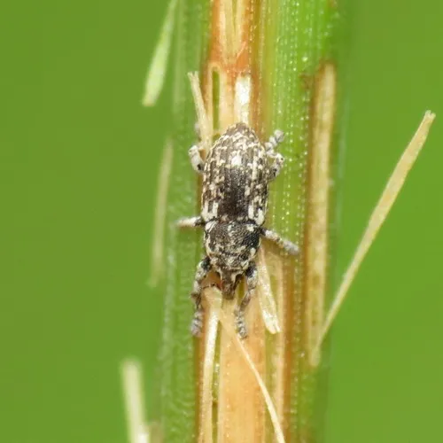 Punctate Water Weevil - photo 2