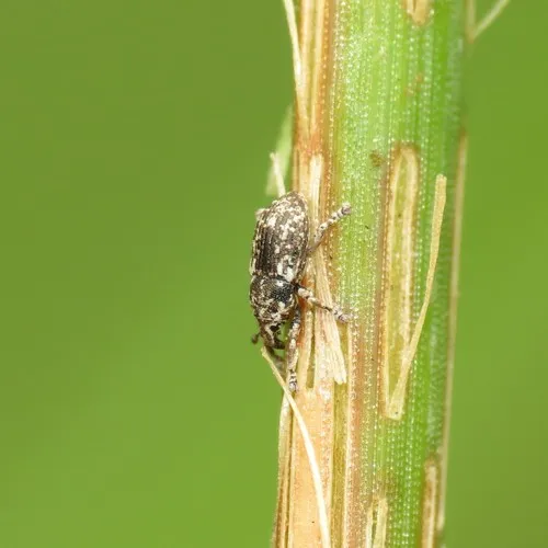 Punctate Water Weevil - photo 3