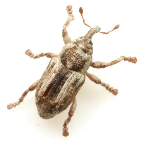 Punctate Water Weevil - photo 4