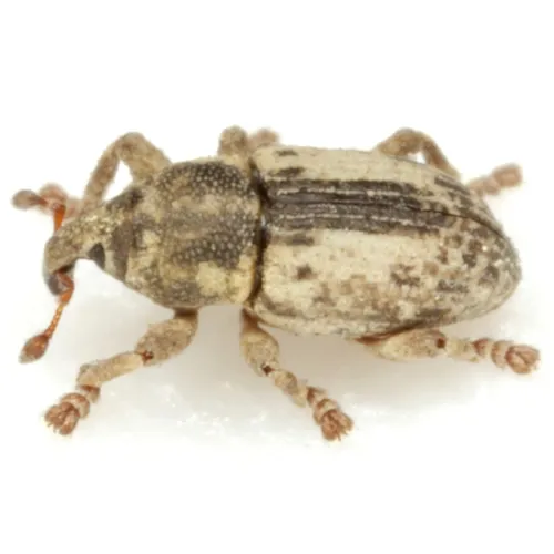 Punctate Water Weevil - photo 5