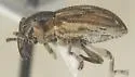 Notiodes setosus